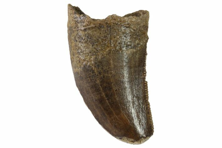 Small Theropod Tooth (Raptor) - Montana #87928